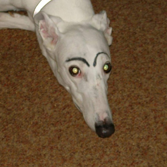 Meet your Posher, Melissa - Picture 1 of 3